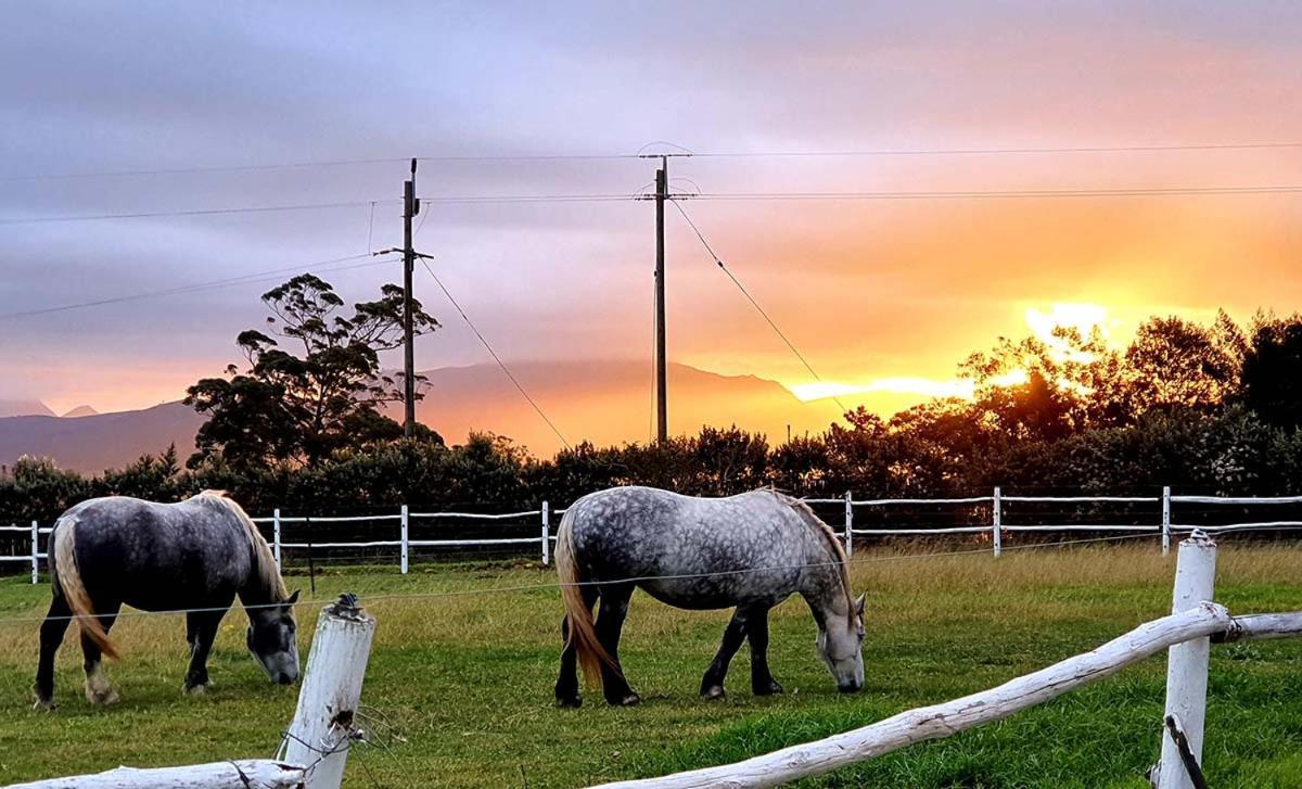 Outeniqua Moon Percheron Stud Farm Ruiterbos Luaran gambar